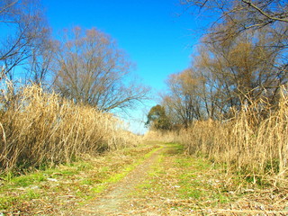 冬の河川敷風景