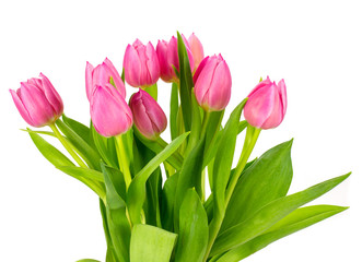 Fototapeta premium Tulips on a white background