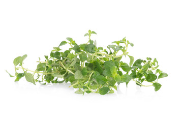 Obraz premium thyme plant on white background