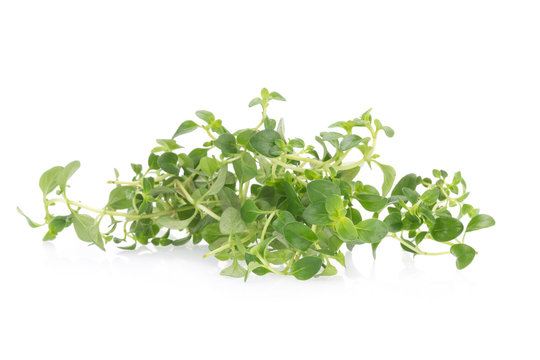 thyme plant on white background