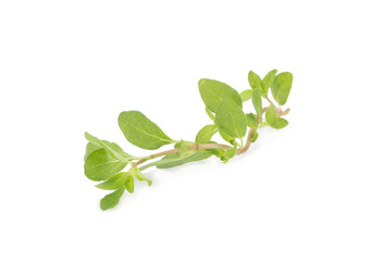 fresh Oregano herb on white background