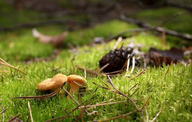 Edible mushroom in the grass in the forest.