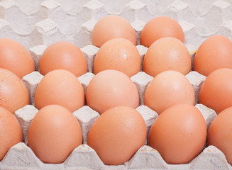 Egg, Chicken Egg on wood background