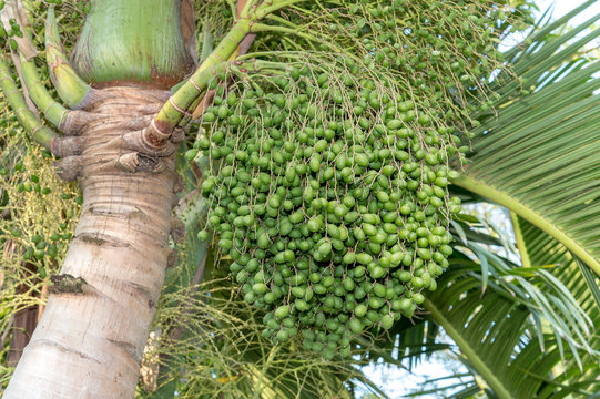 Yellow Latan Palm(Latania verschaffeltii Lemaire)