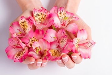 Beautiful flowers of freesia in female hands.