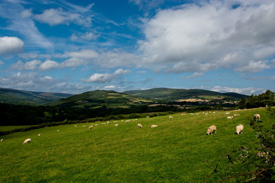 Weide mit Schafen in Irland