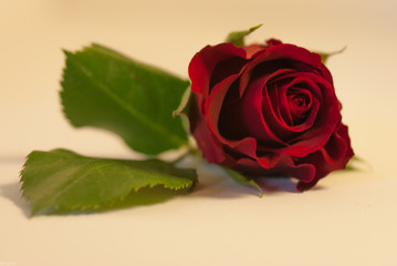 Red Rose Macro