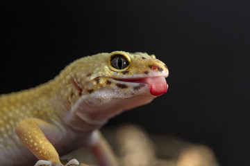 Leopard gecko showing the tongue