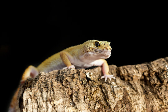 Frontal view a leopard gecko on a tree trunk
