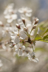 Cherry blossoms over blurred nature background/ Spring flowers/Spring Background with bokeh