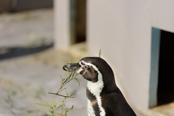 Naklejka premium ペンギン