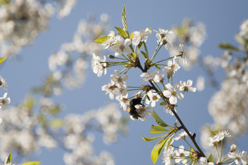 bee in blossoming cherry tree