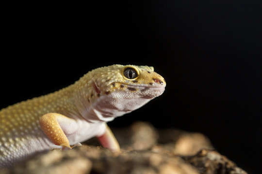 Closeup of a leopard gecko