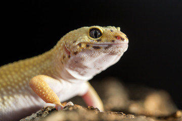 Frontal closeup view of a leopard gecko