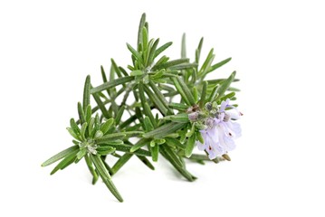 Rosmarin, rosmarinus officinalis