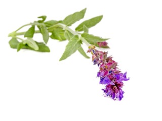 Salbei. Salvia officinalis. 