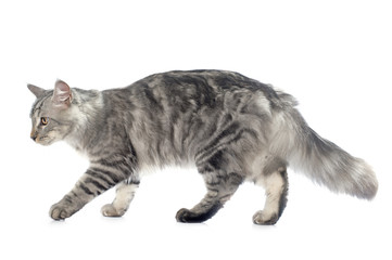 maine coon cat