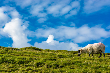 Schaf beim Weiden auf einer grünen Wiese