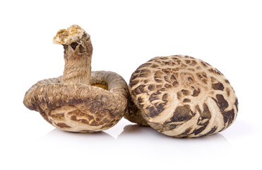 shiitake mushroom