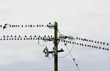 Vogelschwarm auf Stromleitung