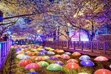 cherry blossoms at night, busan city in south korea - obrazy, fototapety, plakaty