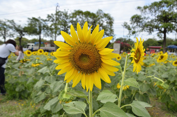 Helianthus or Sunflowers (Select focus) in midday light.
