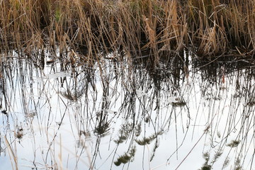 dry common reed in swamp with reflection in  water background