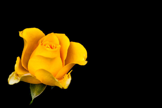closeup of yellow rose with drops isolated on black background