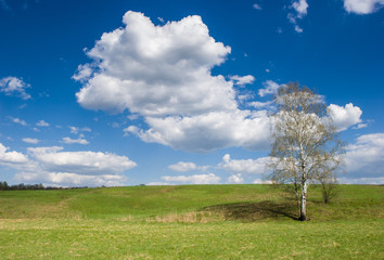 Fototapeta na wymiar Spring landscape with Birchtree