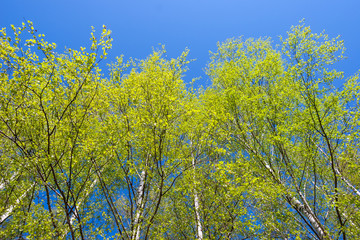 Birch trees against clear blue sky at spring