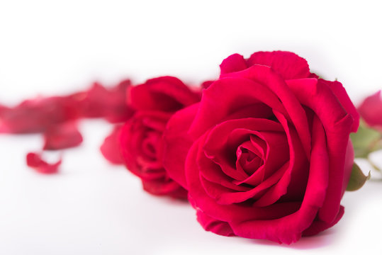 Red rose and rose petals, isolate background, Valentine's concept.
