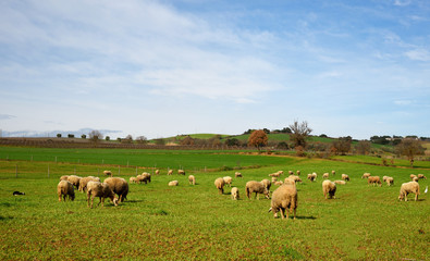 Naklejka na ściany i meble panorama di campagna con gregge di pecore
