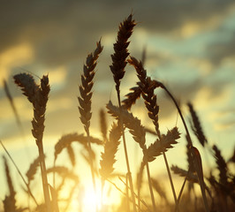 Silhouette of a wheat field in the sunset