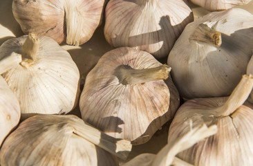 Garlic macro from Thailand