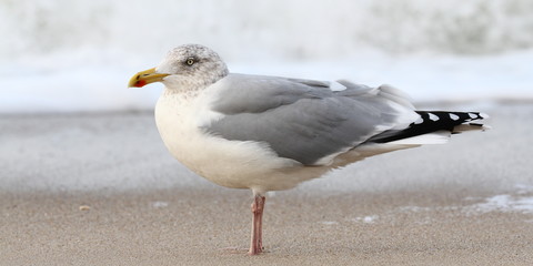Silbermöwe
