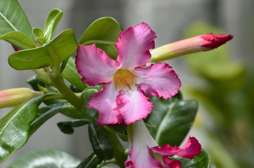 Adenium obesum is a species of flowering plant in the dogbane family, Apocynaceae, that is native to the Sahel regions, south of the Sahara 
