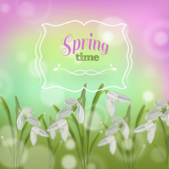  Spring flowers. Spring background