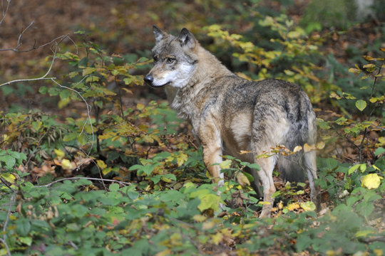 Fototapeta Grauwolf