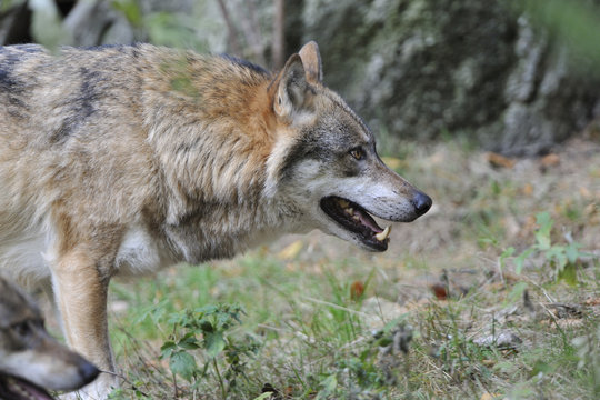 Fototapeta Grauwolf