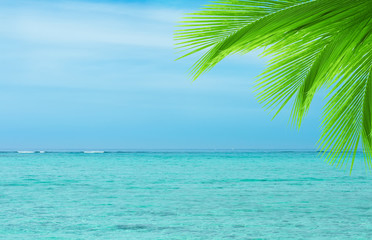 Palm tree leaf on a blue ocean background. 