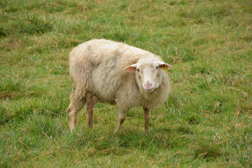 oveja en un prado verde