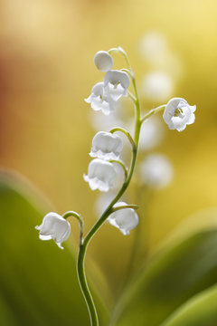 Fototapeta Lily of the valley
