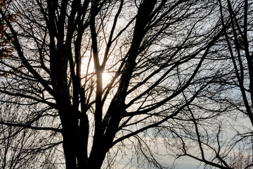Baum in der Abendsonne