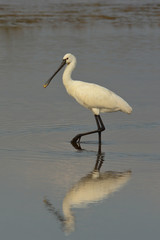 spatola (Platalea leucorodia) nello stagno