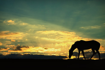 silhouette of a horse grazing in the sunset sky background