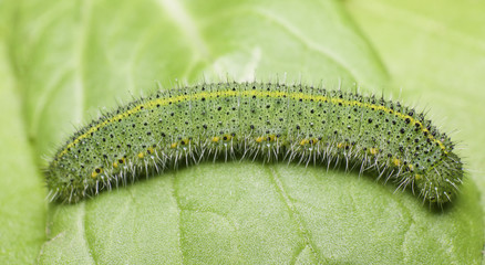 Fototapeta premium green caterpillar on green leaf,pest eating leaf