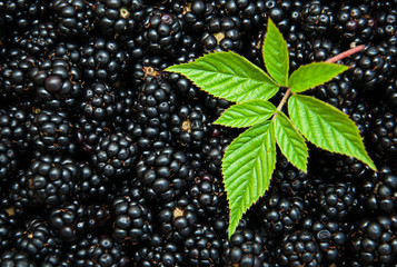 Fresh Blackberries with  leaves