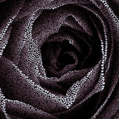 Valentine's day background with hearts. Rose, formed from 200,000 medium hearts on a black background. 