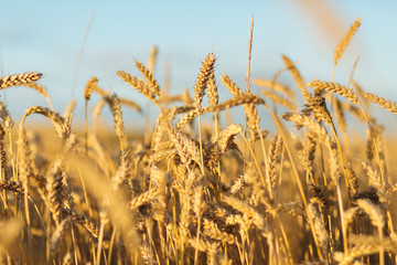 Obraz premium Golden ripe wheat field background, copy space