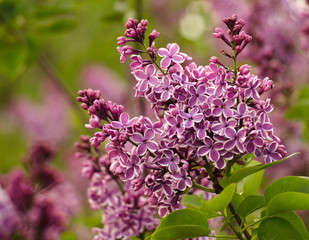 Fototapeta na wymiar lilac. Lilac flower with whiate adging